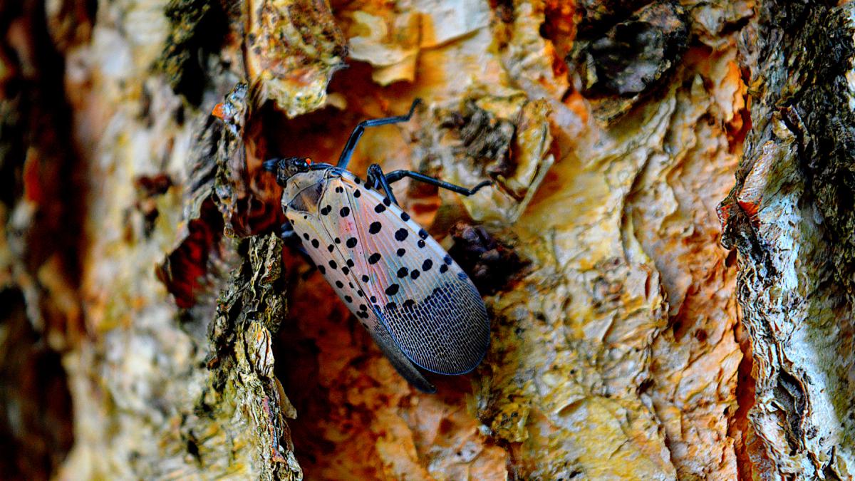gandacul patat lycorma delicatula specie invaziva daunator