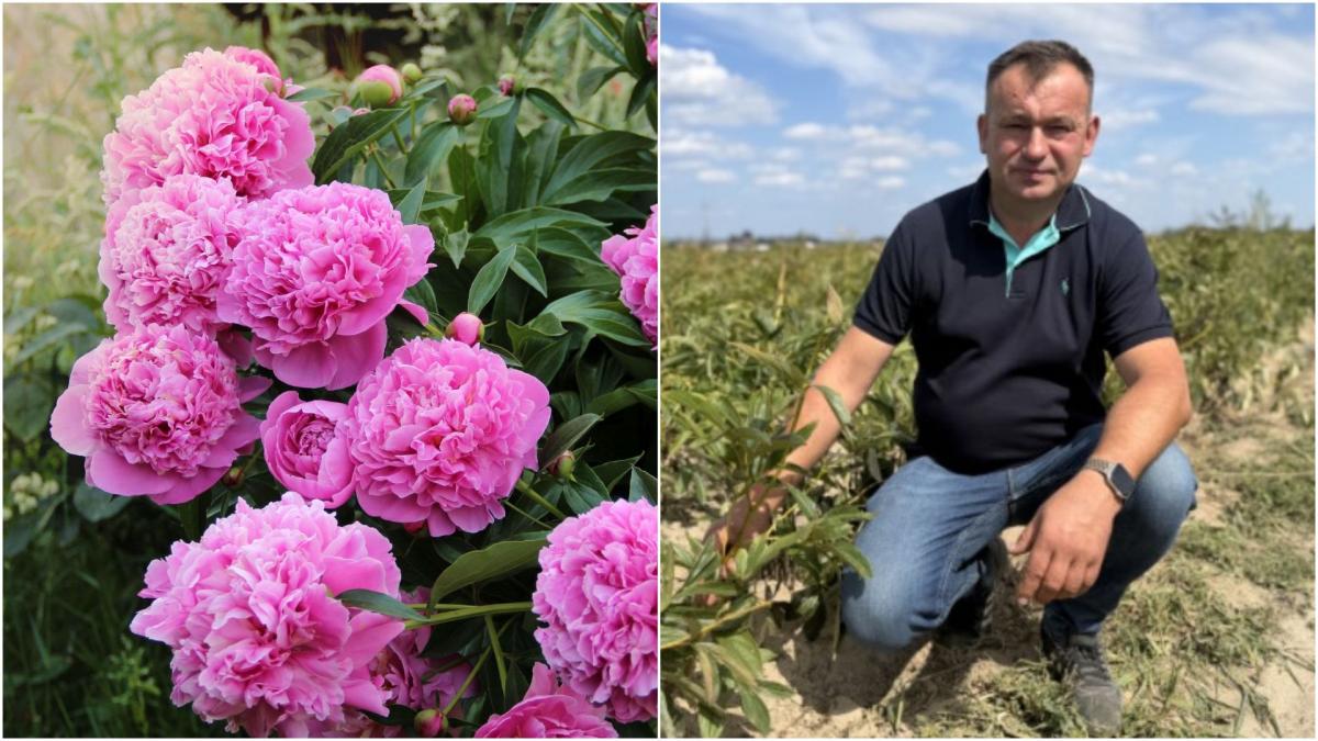 un fermier cultiva bujori pe 65 de hectare si exporta tot in olanda inainte crestea vaci