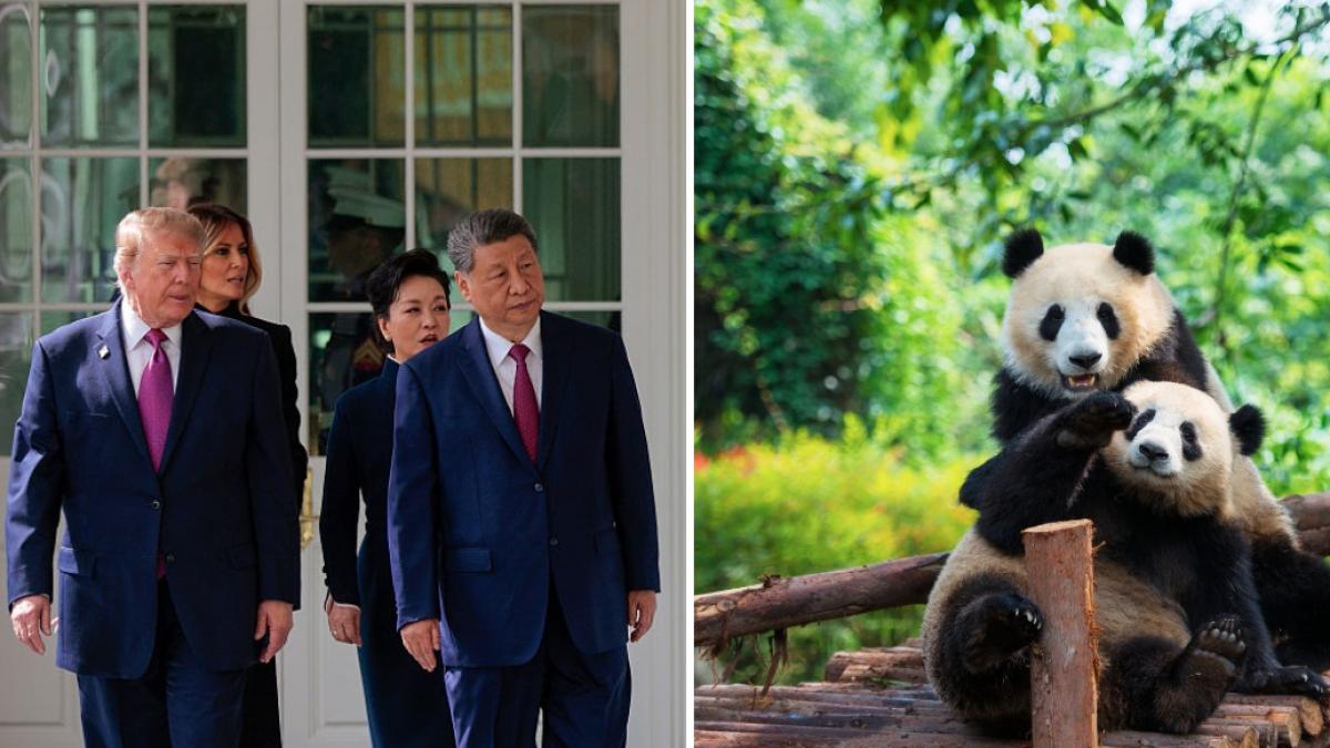colaj 2 poze in care apar Donald Trump, Melania Trump, Xi Jinping, Peng Liyuan şi doi urşi panda