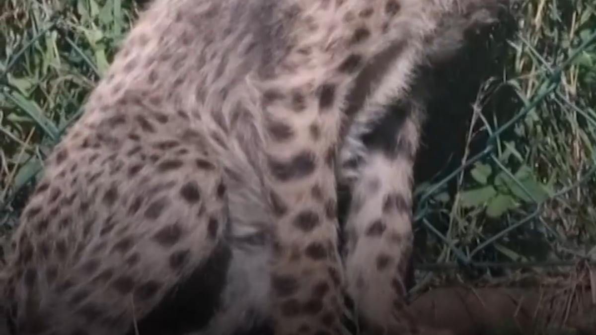 cinci pui de ghepard vedetele gradinii zoologice din praga dupa opt ani de asteptare