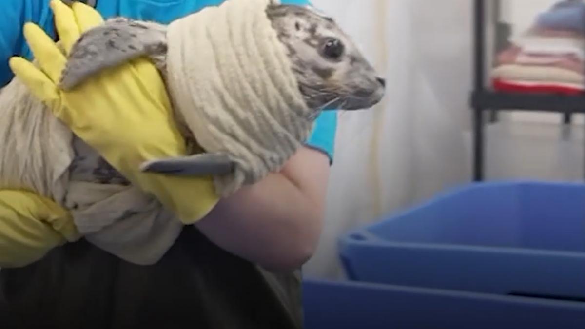 la sud de seattle un spital are cei mai draguti pacienti pui de foca si testoase