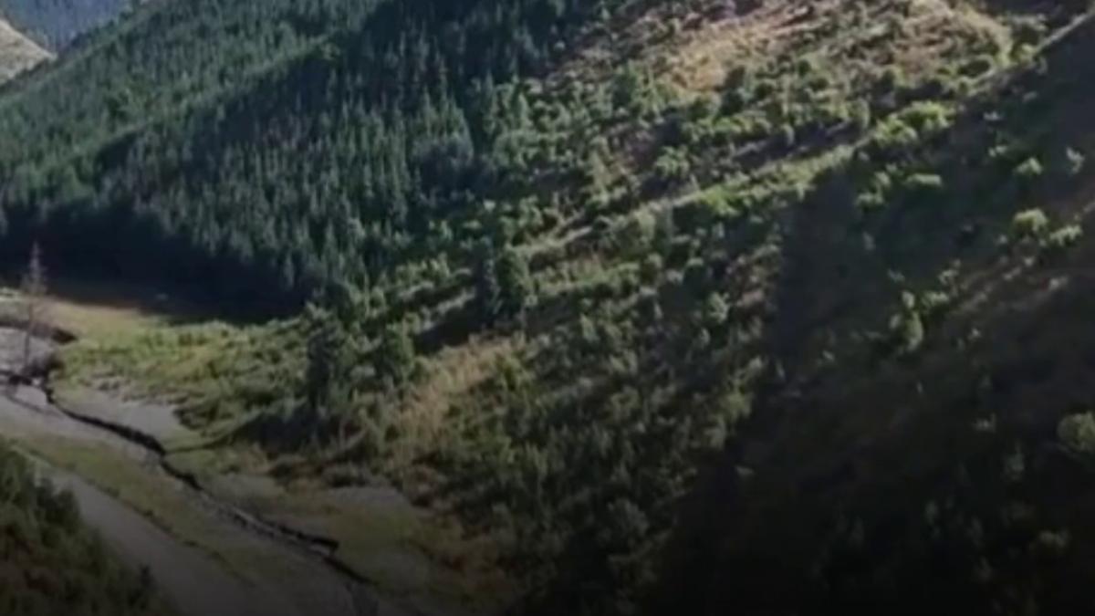 padurile romaniei sunt in pericol schimbarile climatice distrug sute de mii de hectare