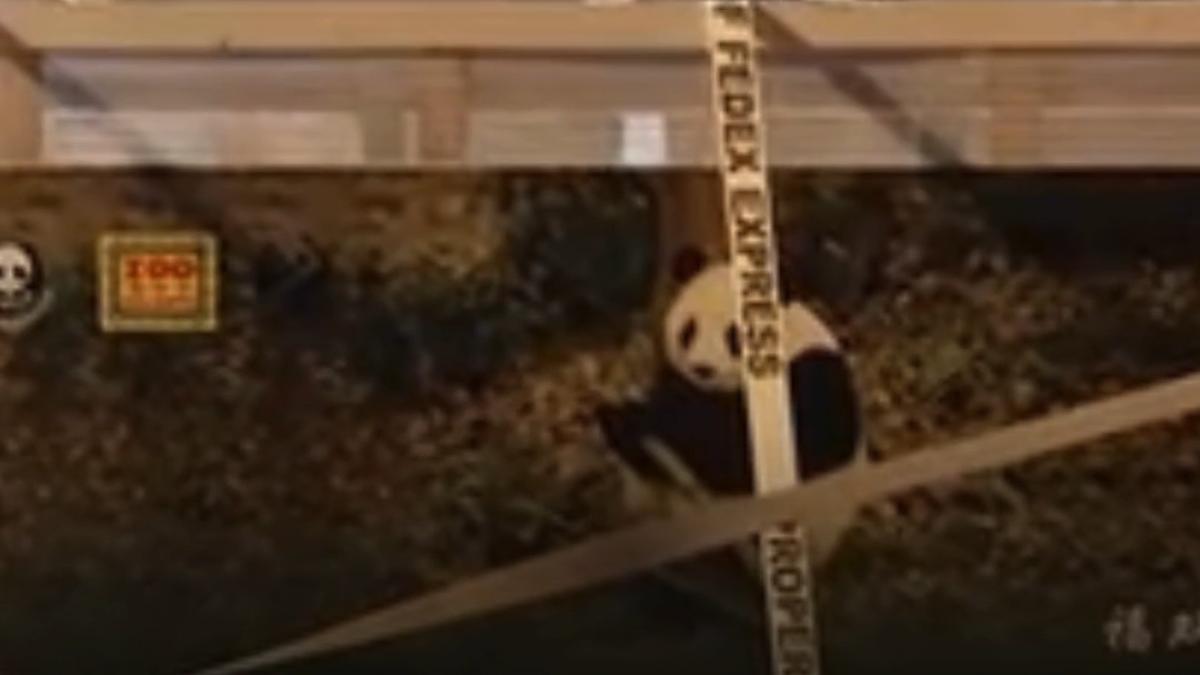 cei doi panda facuti cadou de xi lui trump au ajuns in sua ping ping si fu shuang au calatorit in conditii speciale cu un avion fedex