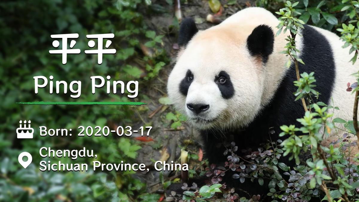 ursul panda ping ping trimis de chinezi in SUA