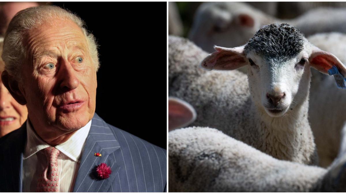 am salvat oile regelui trei femei gasite vinovate dupa ce au furat miei de pe domeniul lui charles si au refuzat sa i inapoieze