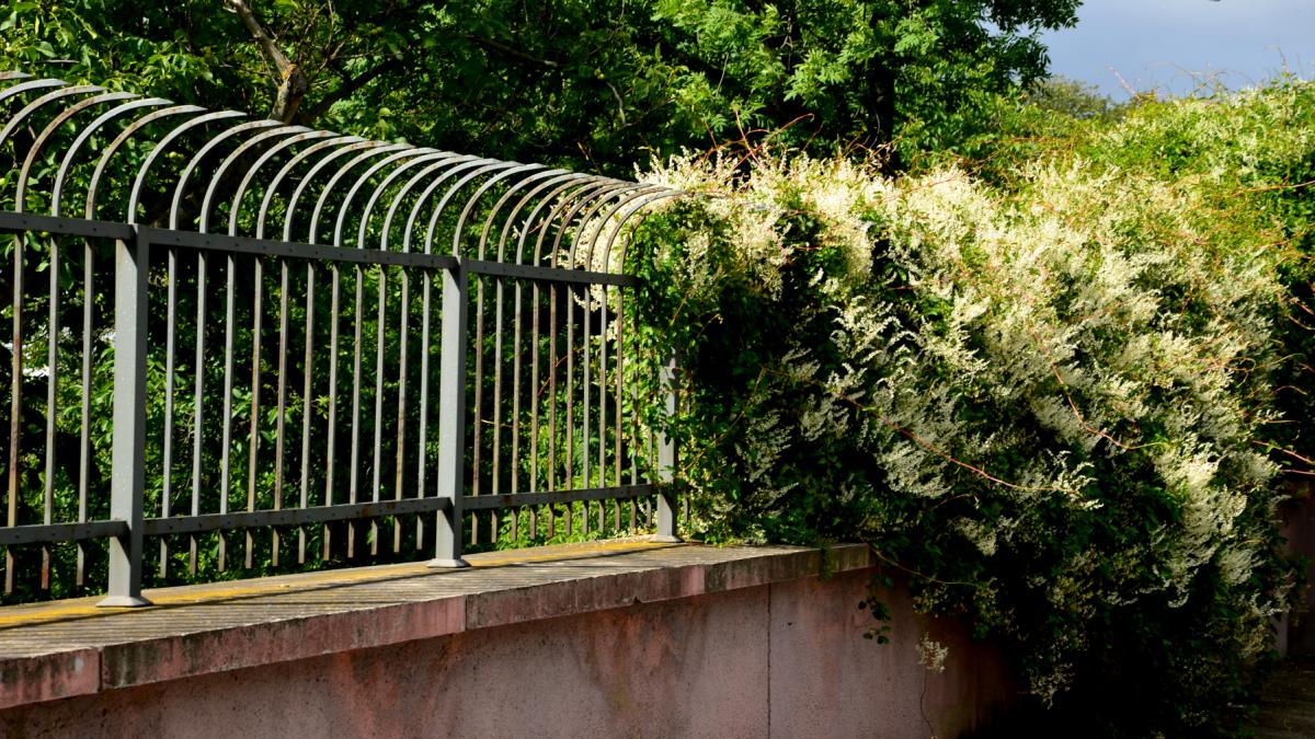 troscot japonez planta invaziva reynoutria japonica fallopia