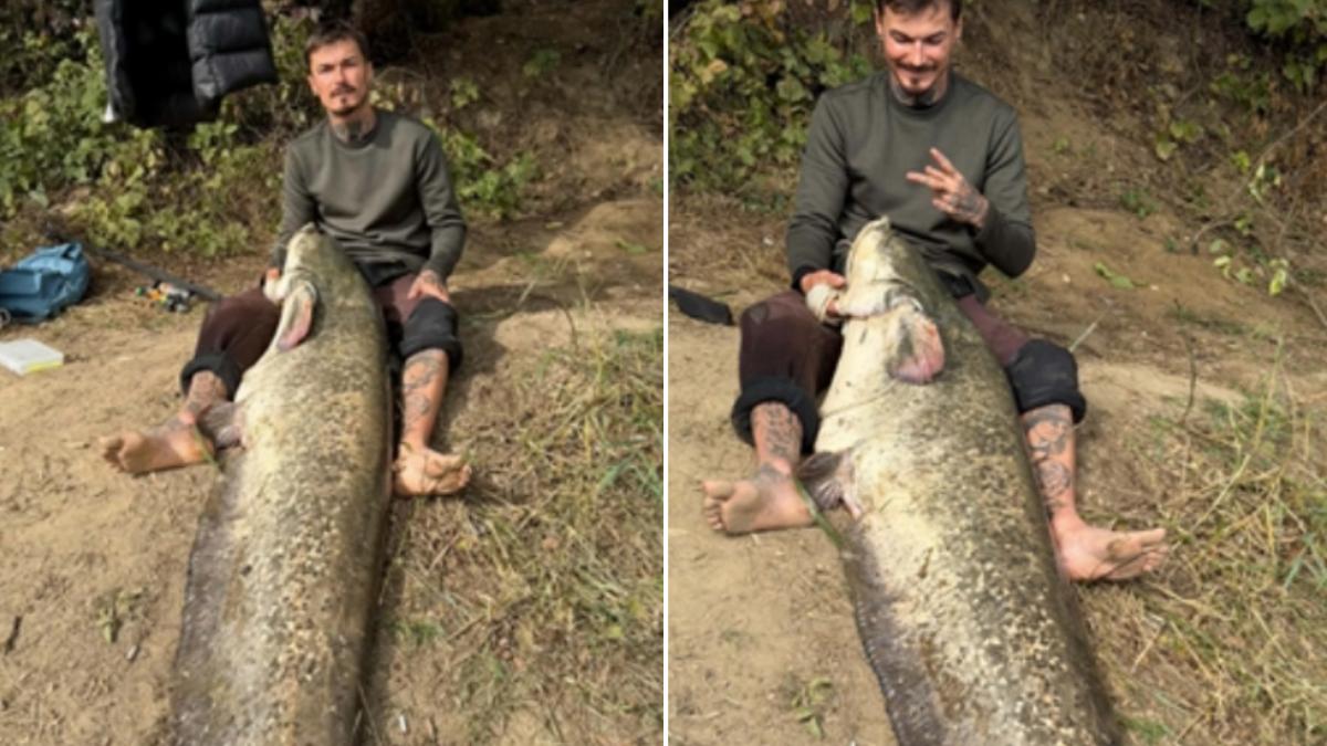 captura record pe somes un barbat a prins un somn de peste 2 metri dupa trei ore de lupta
