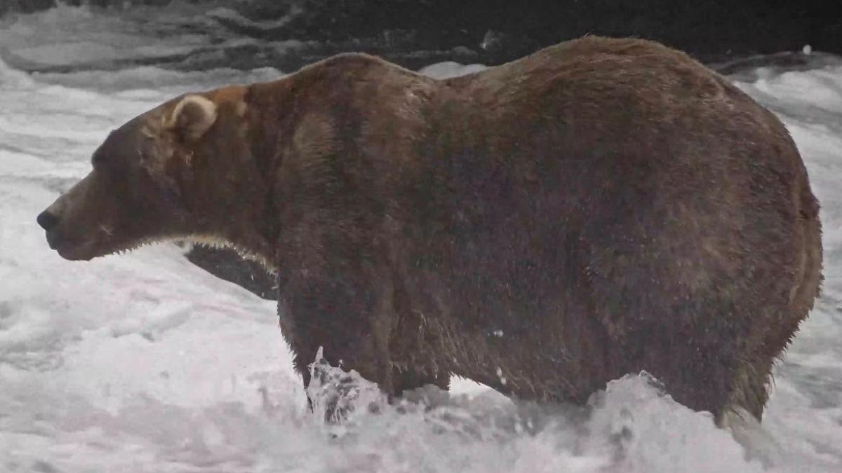 poza cu 89 Backpack, care a castigat titlul de cel mai gras urs din Alaska, în 2026.