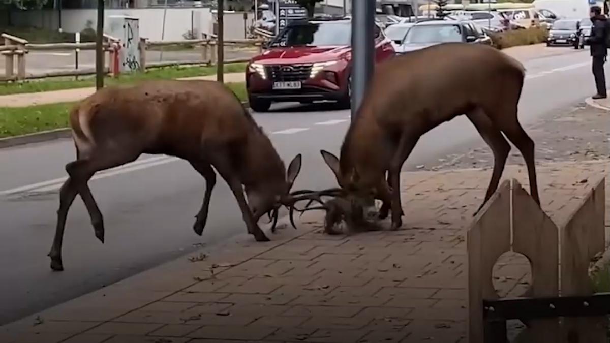 doi cerbi s au infruntat pe strazile orasului zakopane din polonia printre oameni si masini