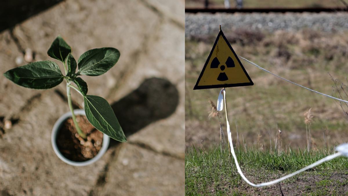 floarea soarelui poate absorbi substantele radioactive din sol si apa