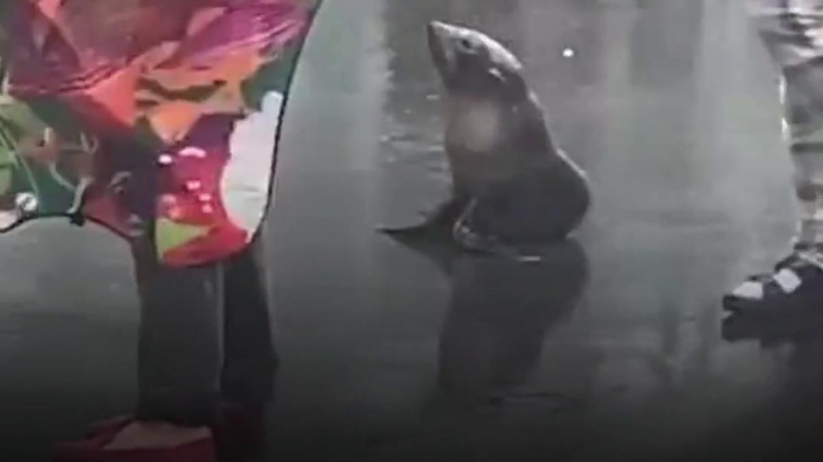 un pui de foca s a plimbat nestingherit pe o strada din noua zeelanda