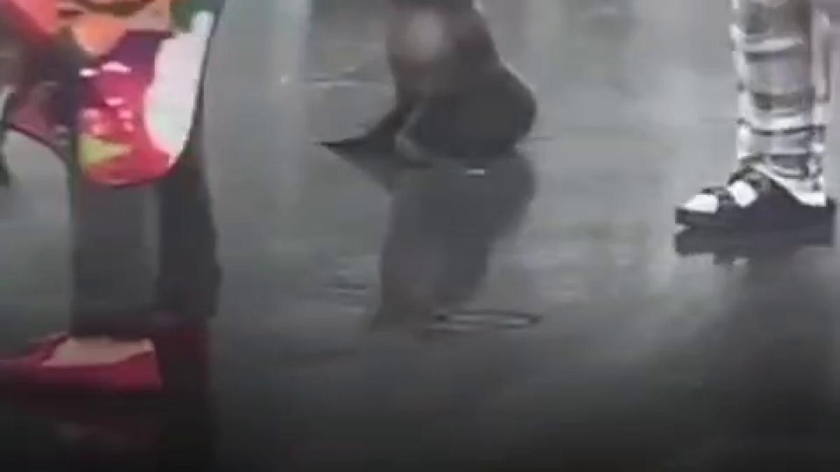 un pui de foca s a plimbat nestingherit pe o strada din noua zeelanda