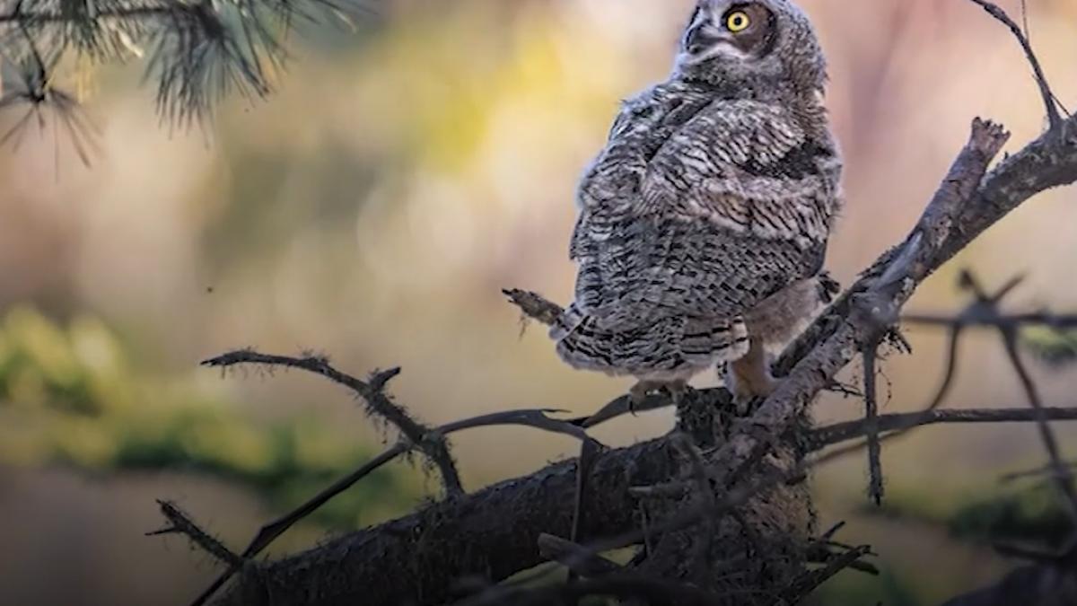 cele mai amuzante imagini cu animale printre finalistele concursului comedy wildlife award