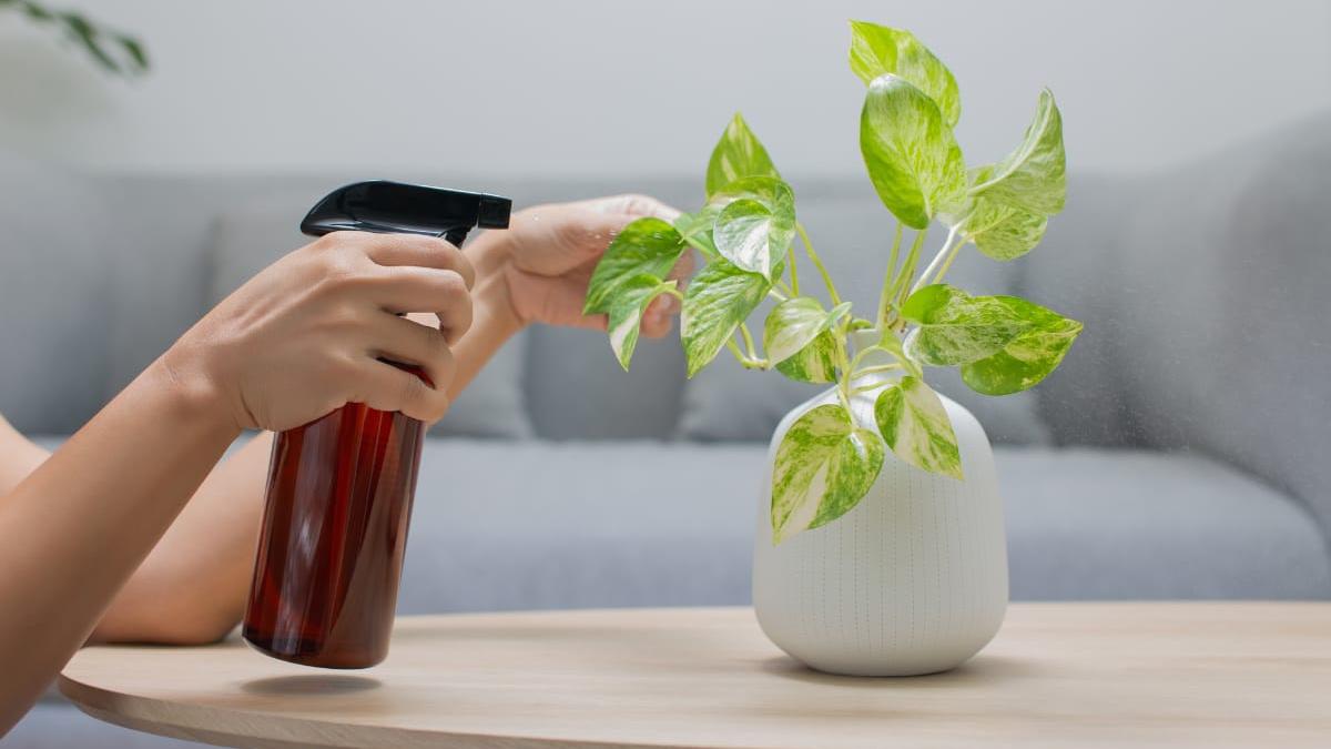persoana care uda o planta ornamentală de interior 