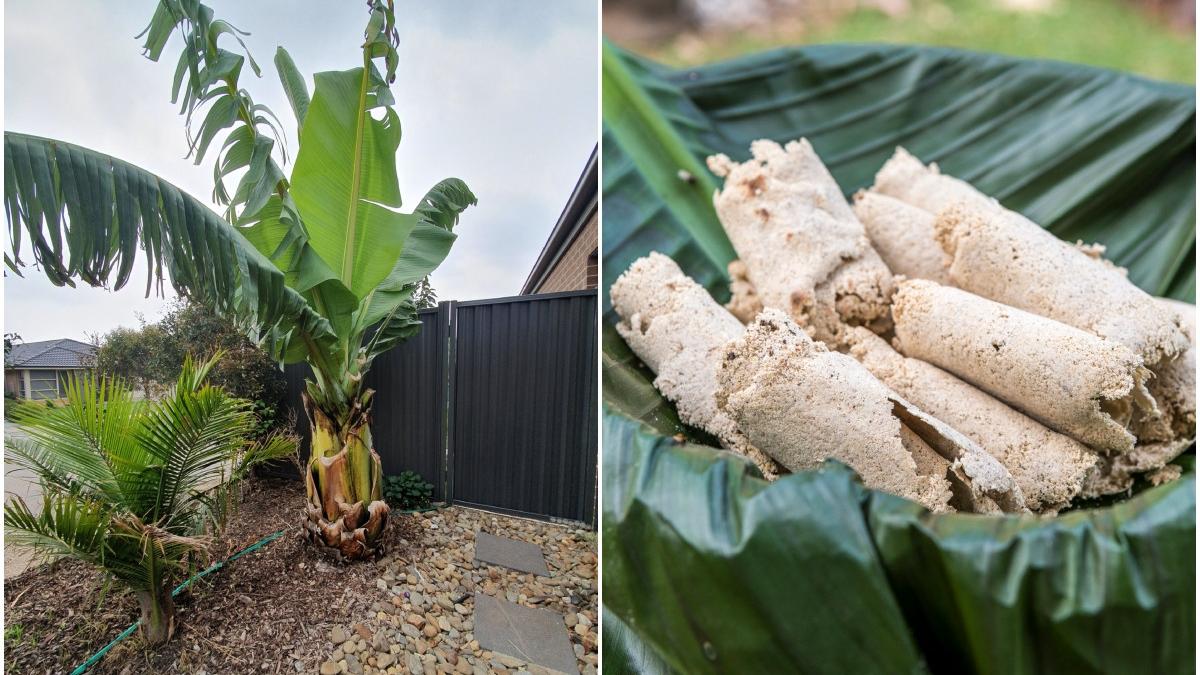planta anti foamete