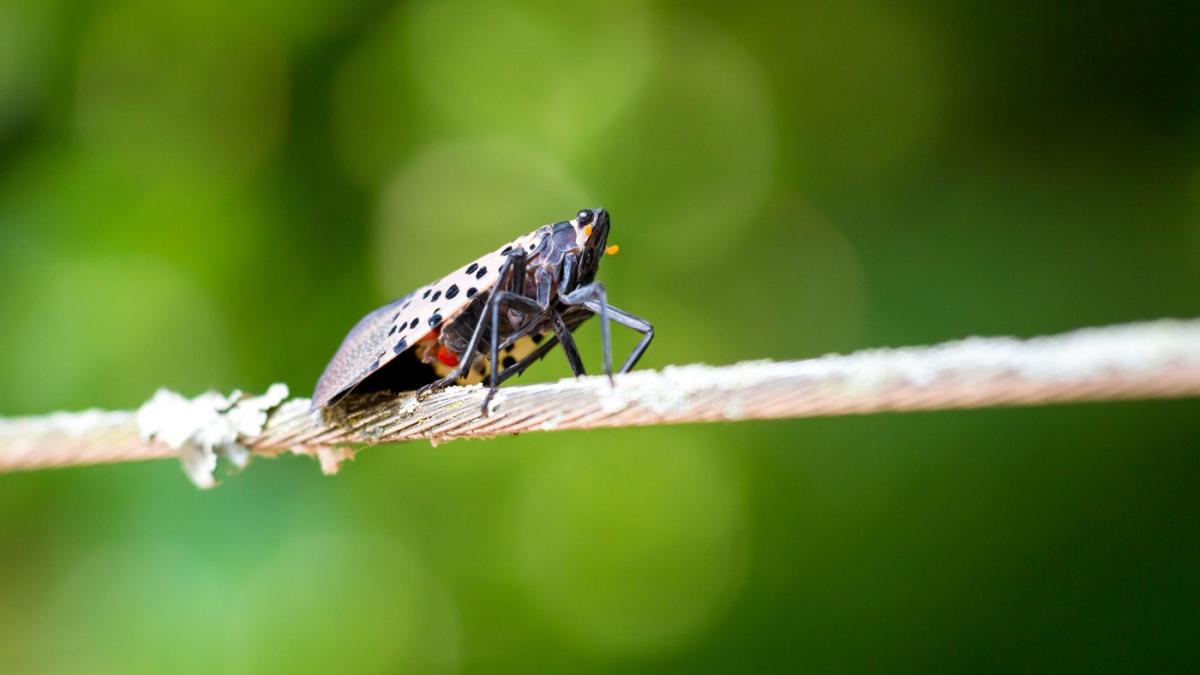 musca lanterna patata face ravagii in livezile europei daunatorul care se hraneste cu 100 de specii de plante se apropie de romania