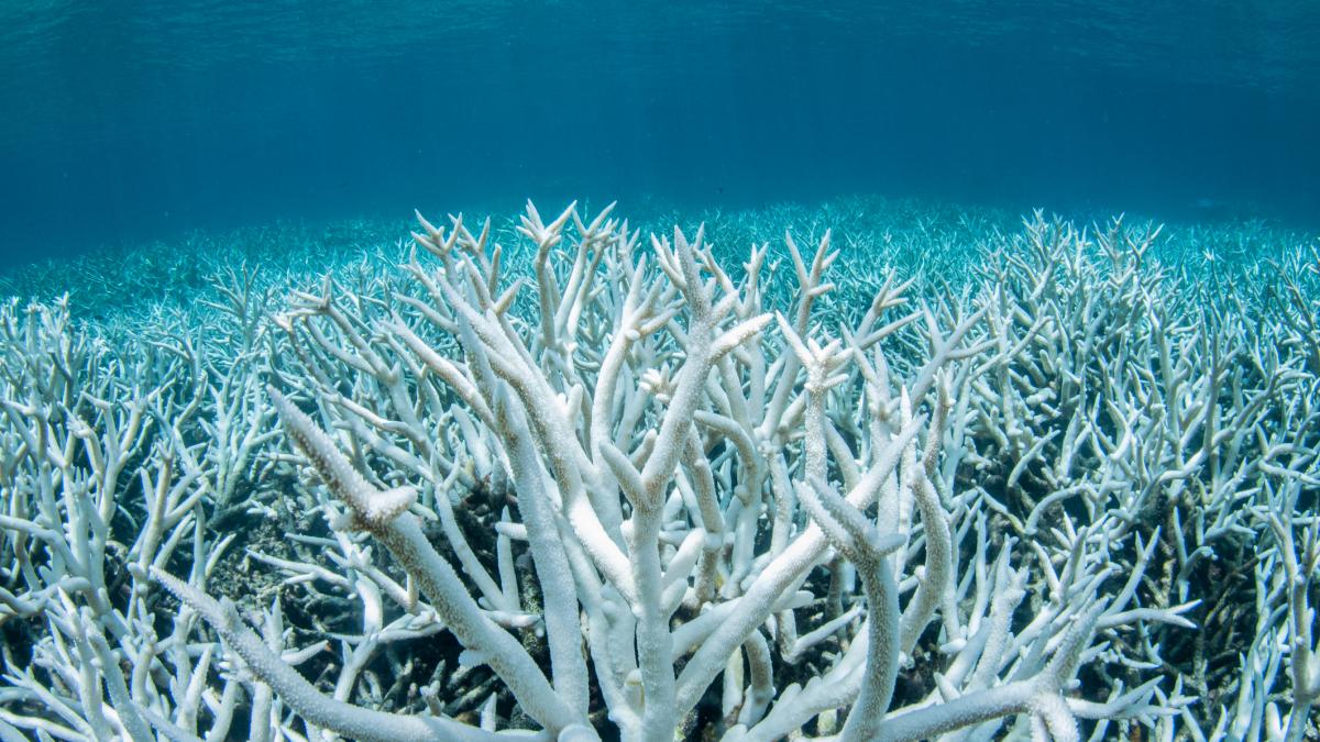 oceanele au absorbit 23 de zettajouli de caldura intr un an de 40 de ori mai mult decat toata energia consumata de omenire