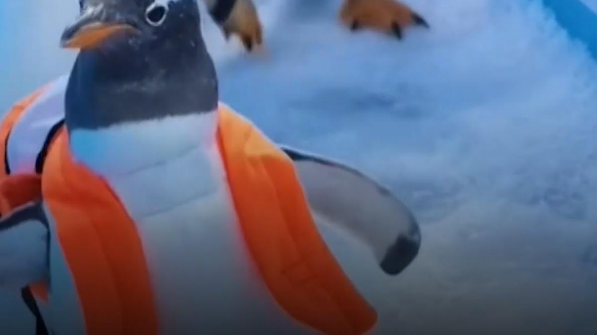 pinguinii au defilat de ziua nationala a chinei spre bucuria turistilor din harbin