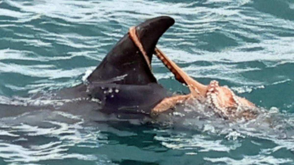 un fotograf voluntar a surprins o caracatita agatata de inotatoarea unui delfin asta e un indiciu pentru ce s a schimbat in 75 de ani