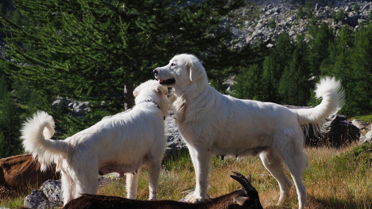Caini ciobanesti din rasa Maremmano-Abruzzese