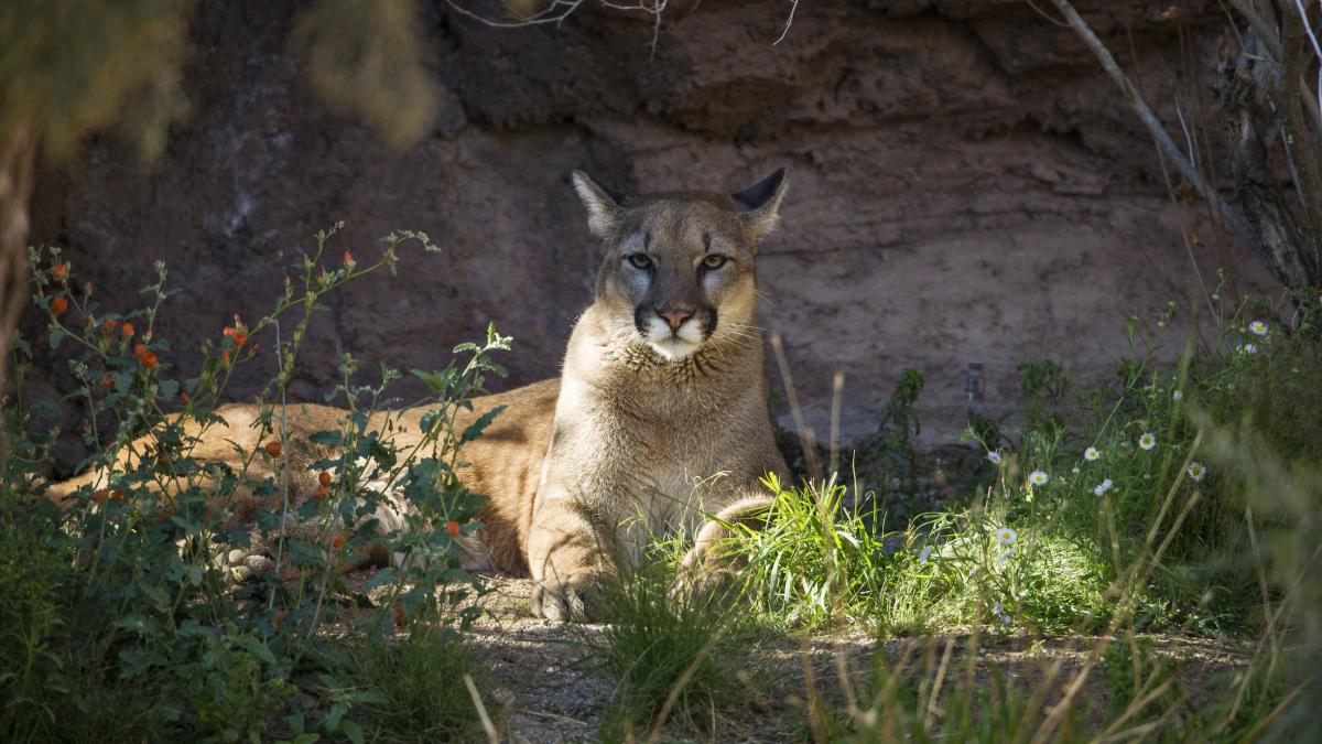 poza in care apare o puma - GettyImages-496459407