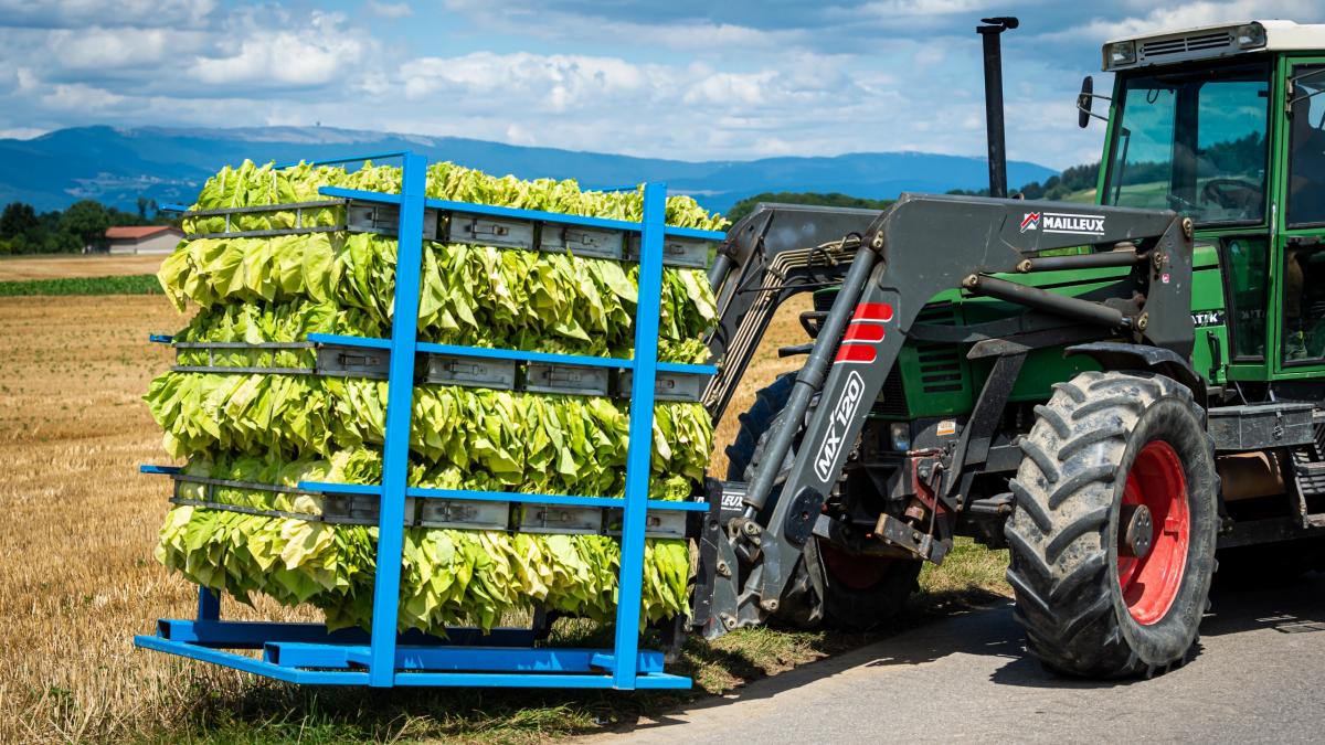 tractor pe câmp 