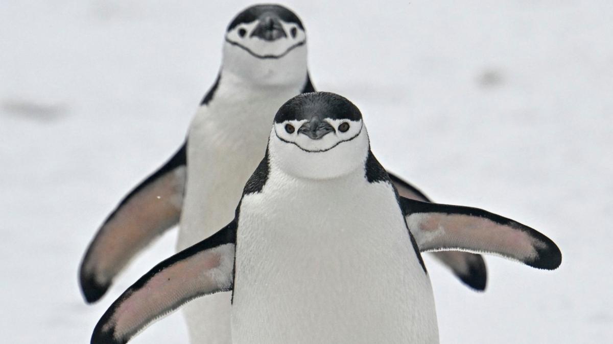 pinguini antarctici cu barbie pygoscelis anyarcticus