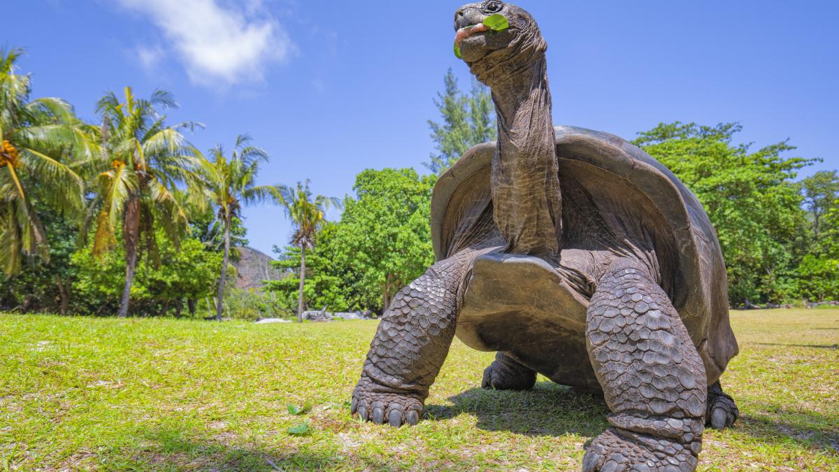 numarul testoaselor uriase din seychelles a atins un record de 180 000 o victorie pentru conservarea speciei