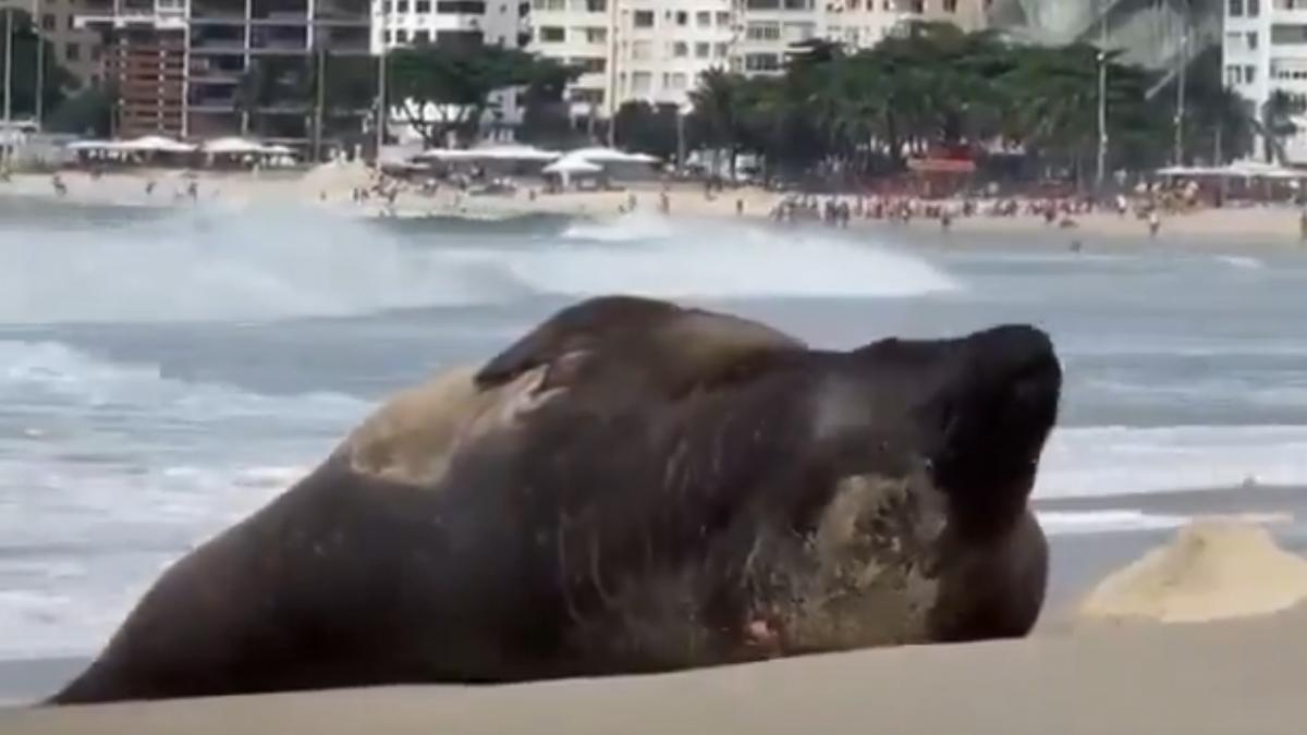 elefant de mare