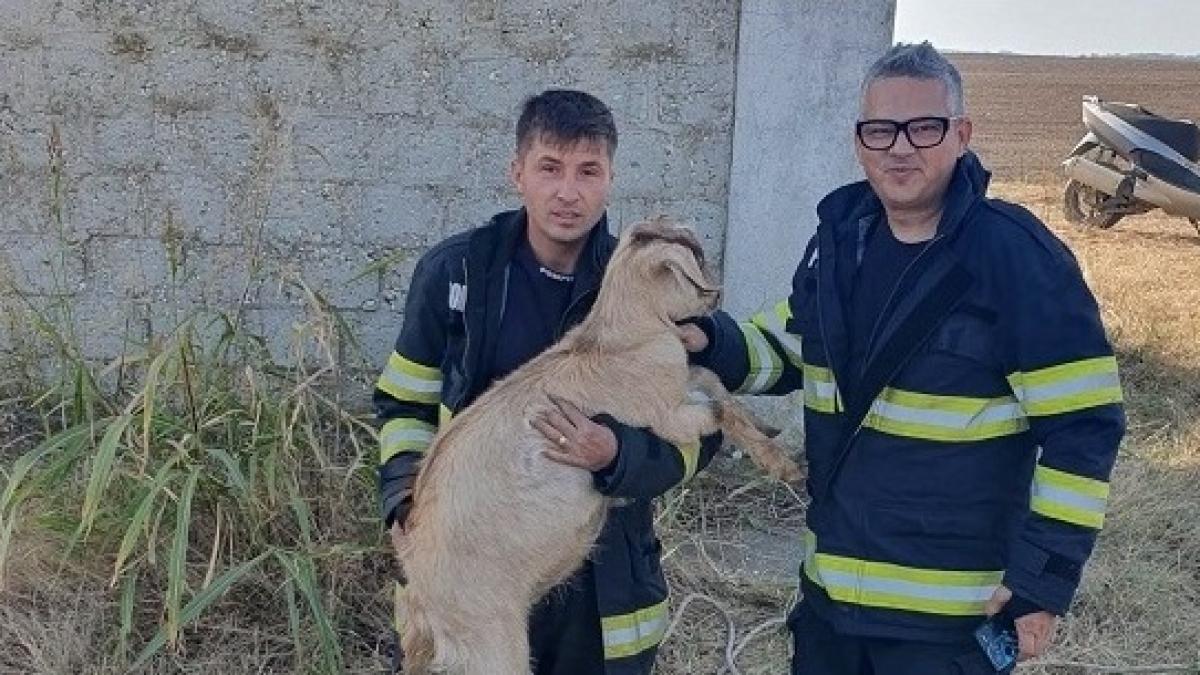 o capra care a ramas blocata intr o teava a fost salvata de pompierii de la isu dolj la interventie au adus si un buldoexcavator