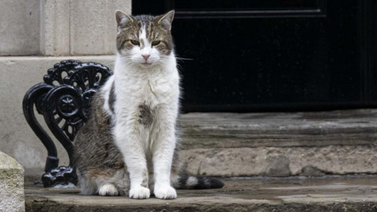 motanul larry a fost operat un anunt a fost facut de cabinetul premierului andy burnham