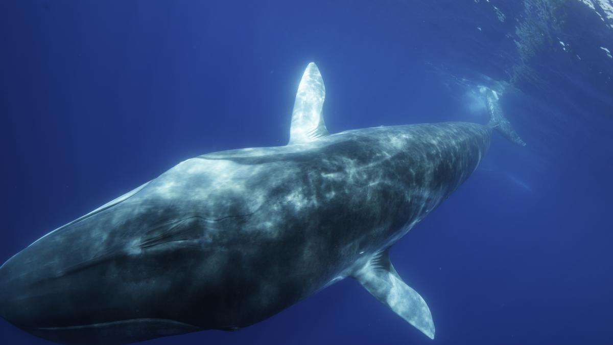 balena omura getty