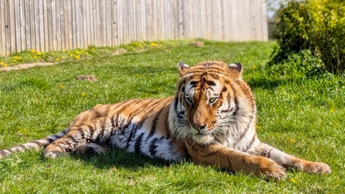 un barbat a murit dupa ce a fost atacat de tigru intr o gradina zoologica din marea britanie politia cere sa nu se distribuie imagini