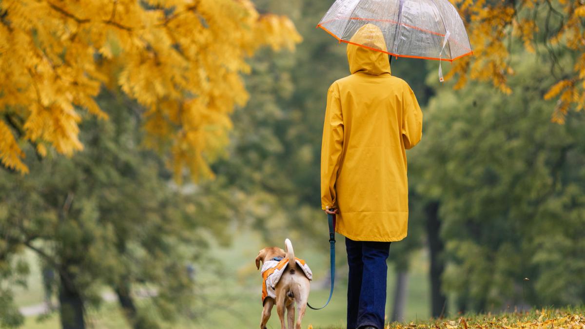 o persoana merge in parc toamna pe ploaie si isi plimba cainele
