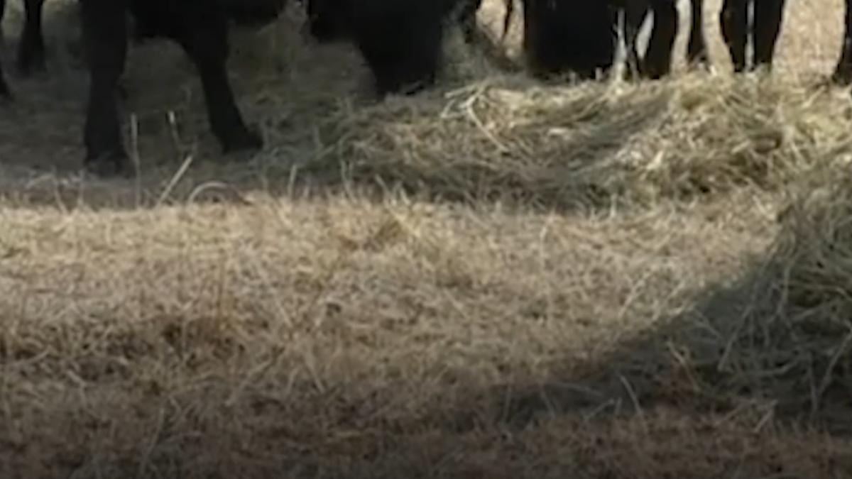 fermierii in pragul disperarii din cauza secetei isi vand animalele pentru ca nu le mai pot hrani