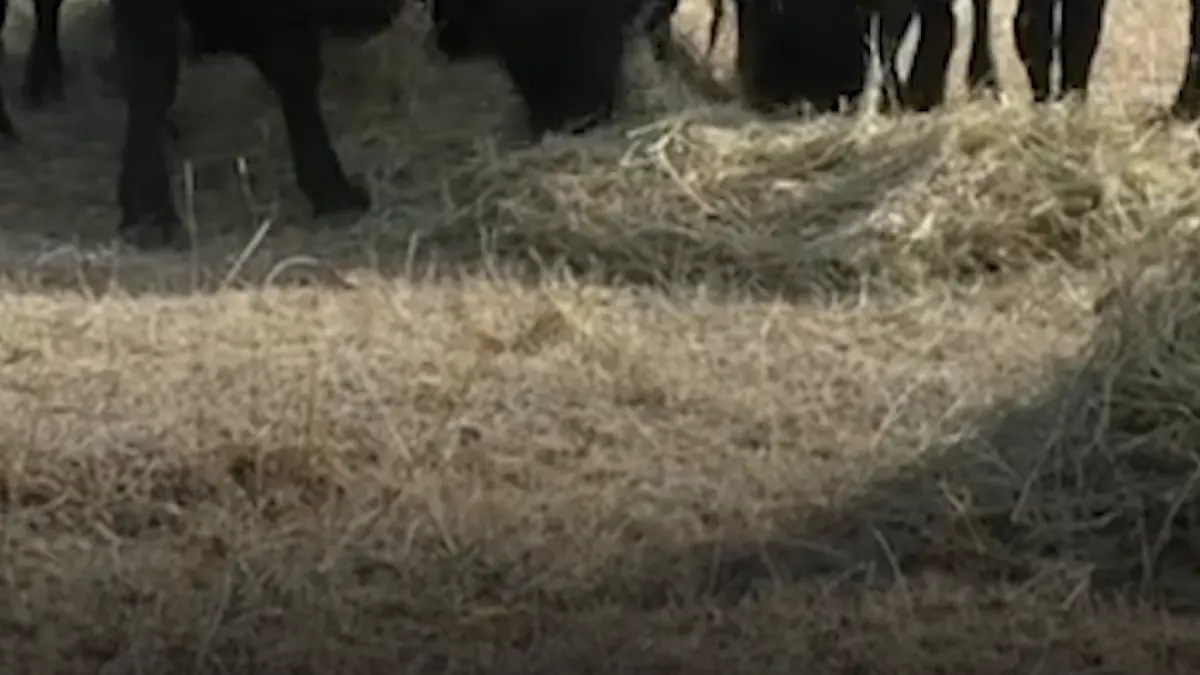 fermierii in pragul disperarii din cauza secetei isi vand animalele pentru ca nu le mai pot hrani