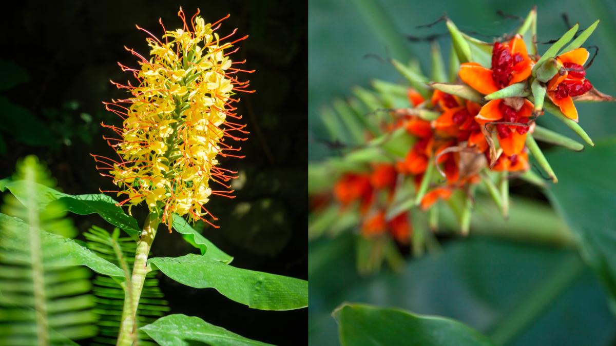 ghimbir rosu kahili floarea fluture hedychium gardnerianum specie invaziva planta