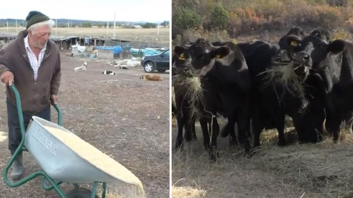 colaj 2 poze in care apar un cioban, oi si cateva vaci Black Angus