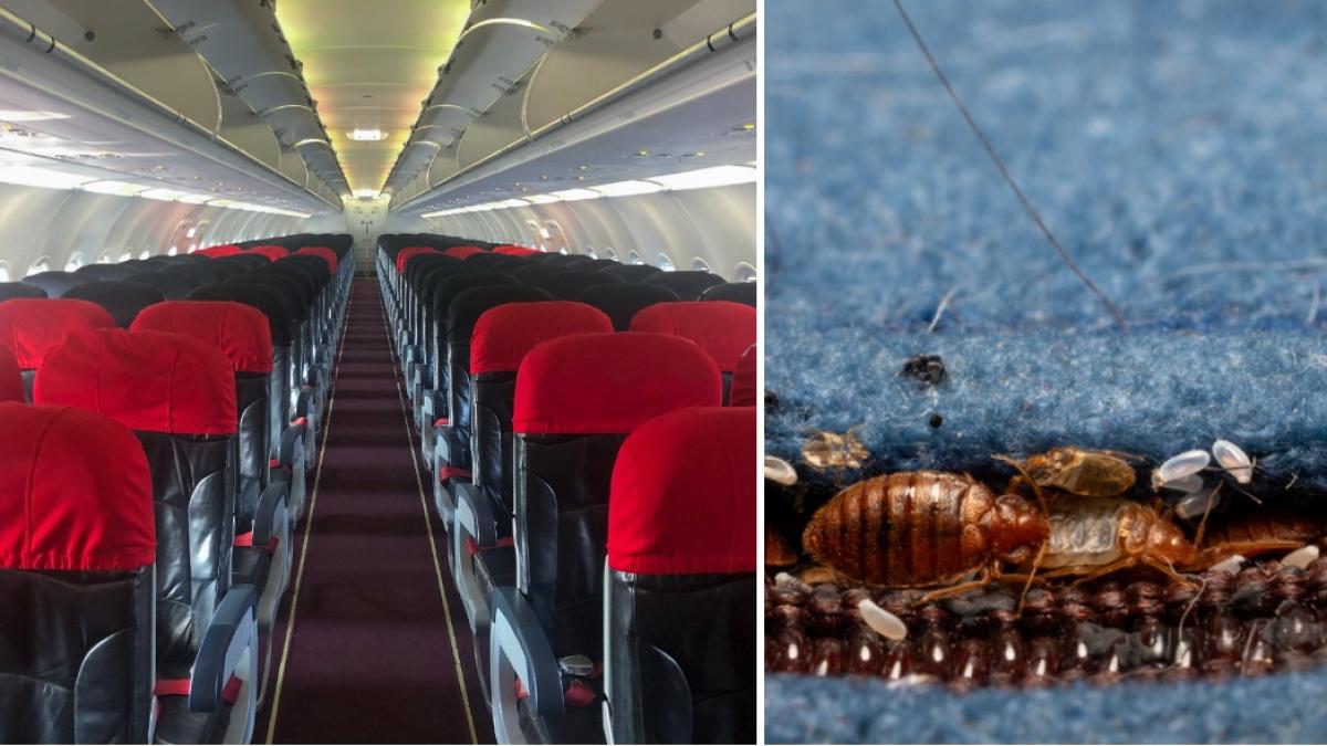 colaj 2 poze in care se vad scaunele dintr-un avion si plosnite, dar si oua