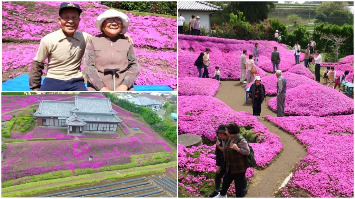 soti kuroki gradina flori roz japonia poveste de dragoste shintomi