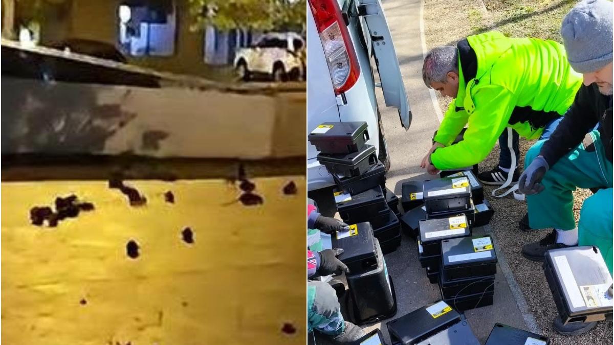 de ce misuna sobolanii in piata sf vineri primaria vine cu explicatii dupa imaginile scandaloase cu rozatoarele de pe trotuare