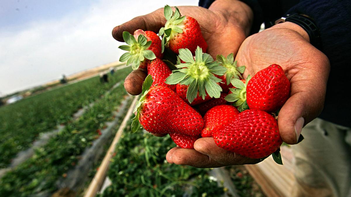 culegator capsune cultura recolta fructe fermier agricultura