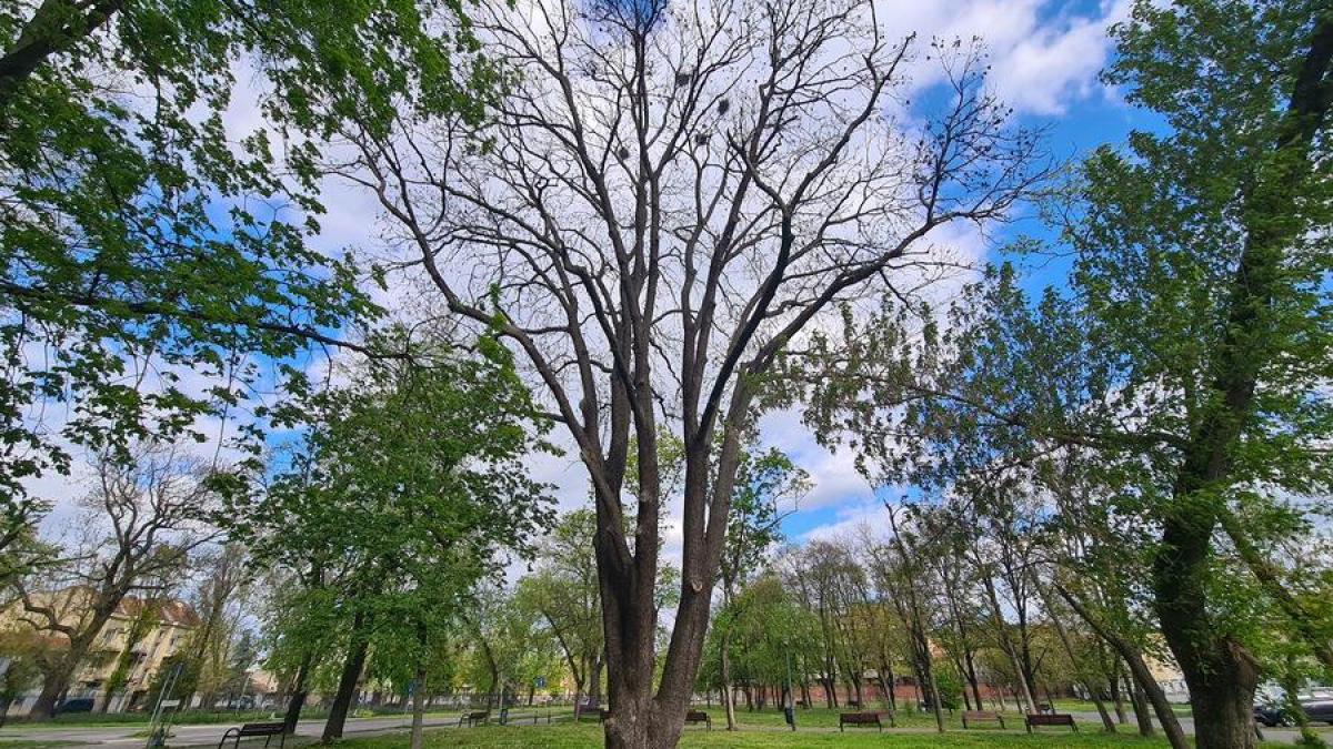 la oradea primaria a taiat frasinul contelui rhedey vechi de 245 de ani chiar dupa ce l a declarat monument