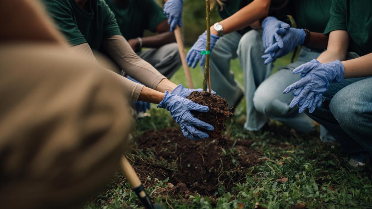 plantare arbori copaci