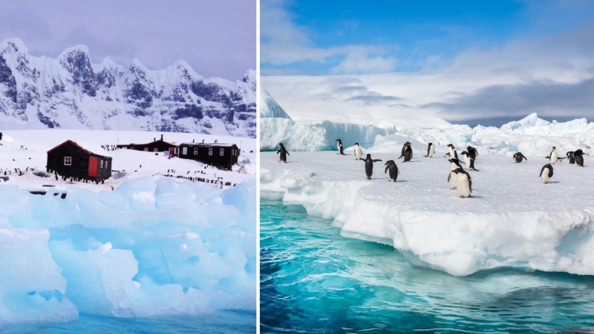 salariu de 2 500 de euro pe luna cu masa si cazarea asigurate pentru un job inedit sa numeri pinguini in antarctica