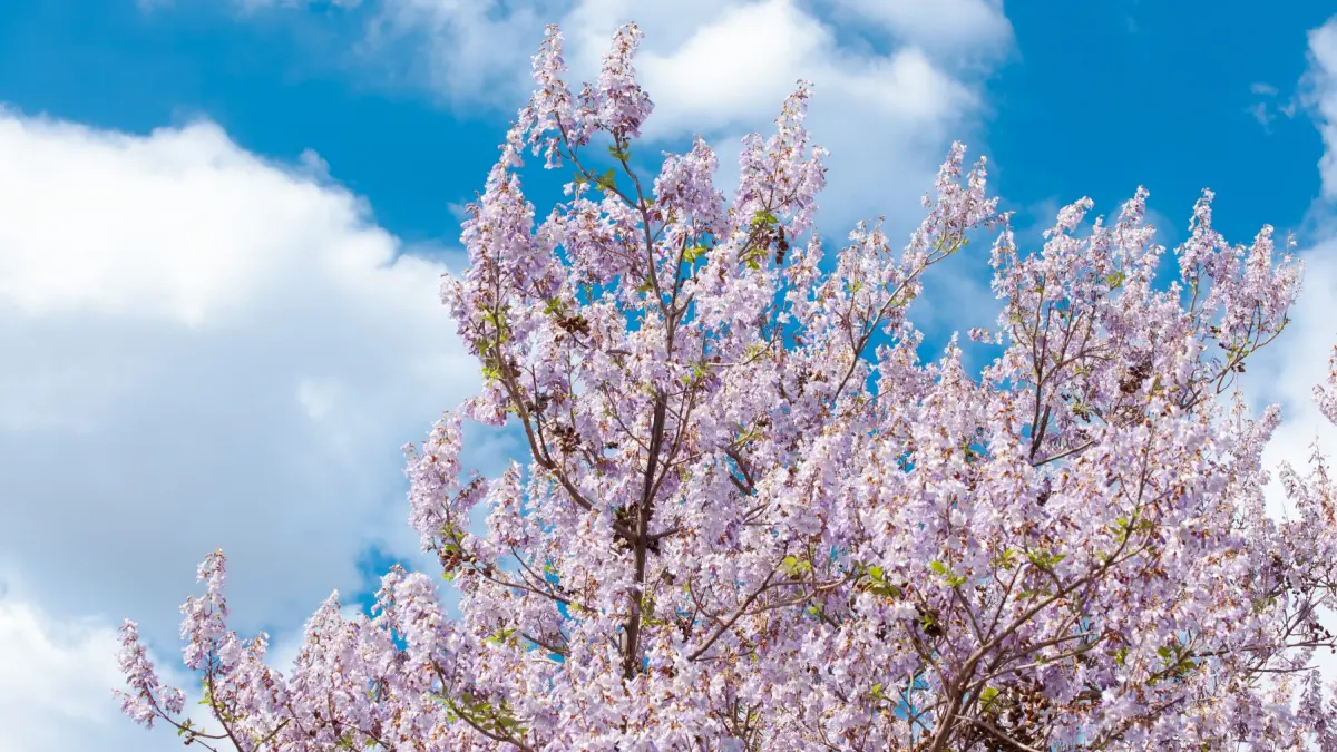 copacul paulownia