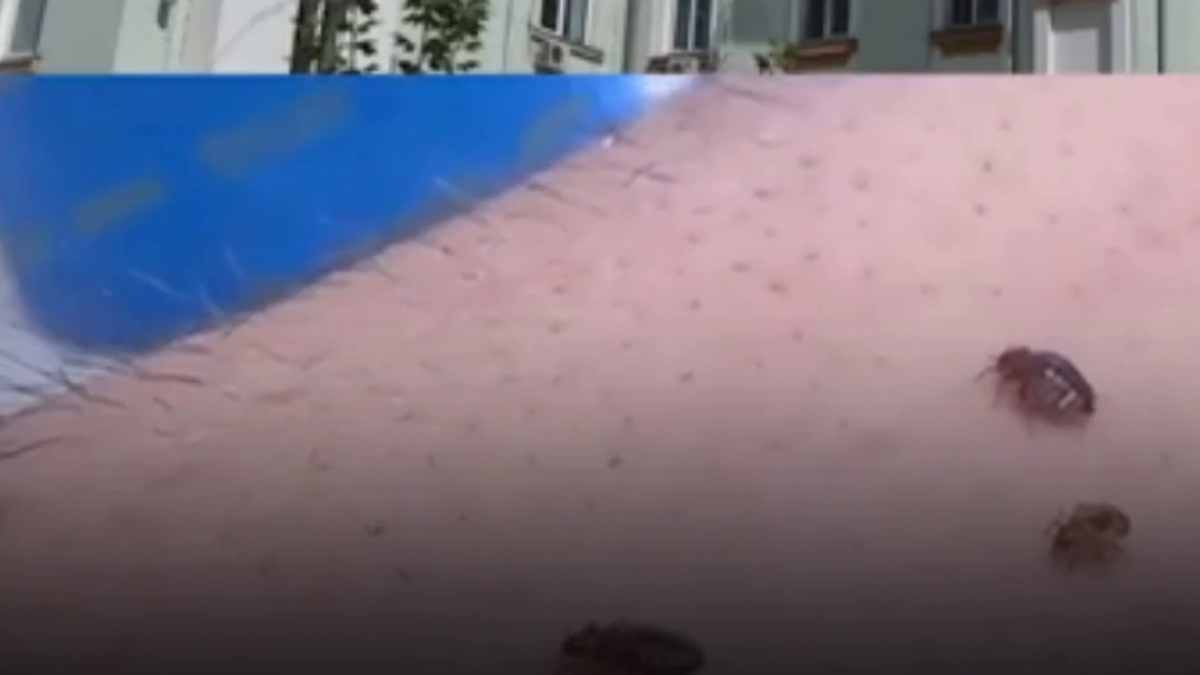 plosnite intr unul dintre cel mai mari spitale din capitala pacientii au fost mutati in alte saloane