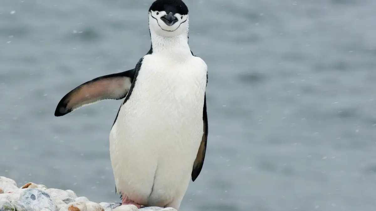 pinguin