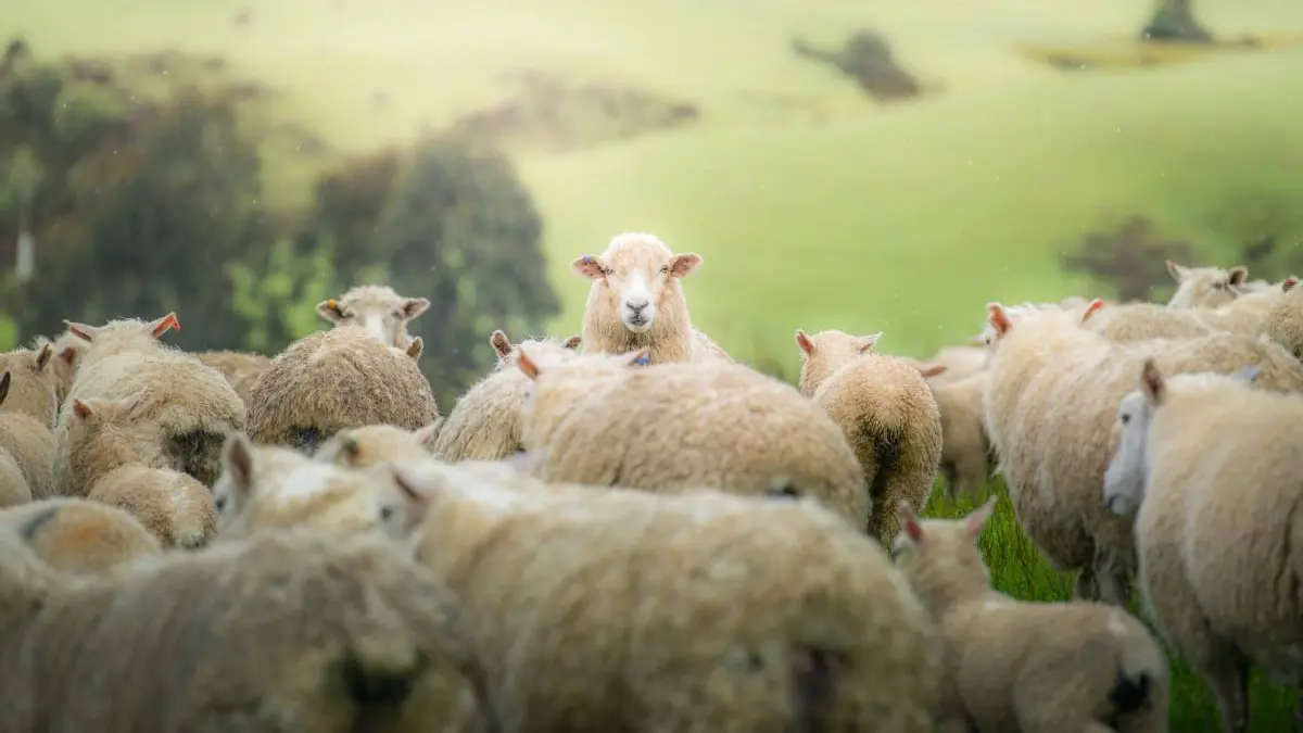 adopti o oaie si primesti branza 6 luni un program lansat de o companie permite romanilor sa adopte animale si sa ia produse in schimb