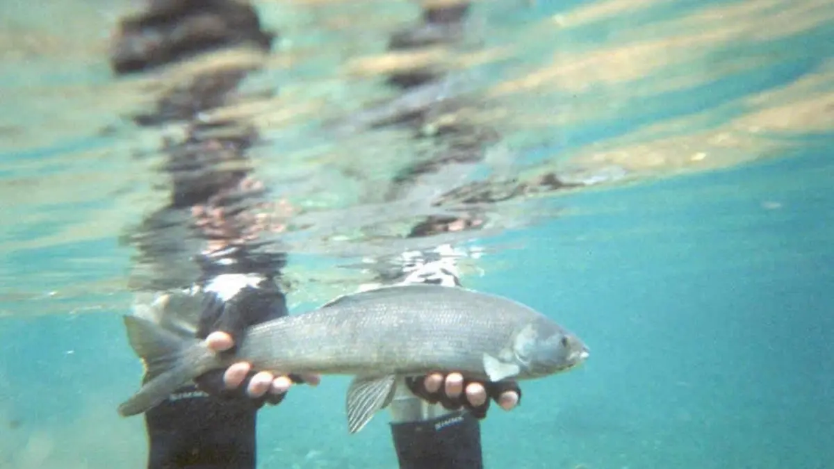 lipan arctic in apa tinut in mana